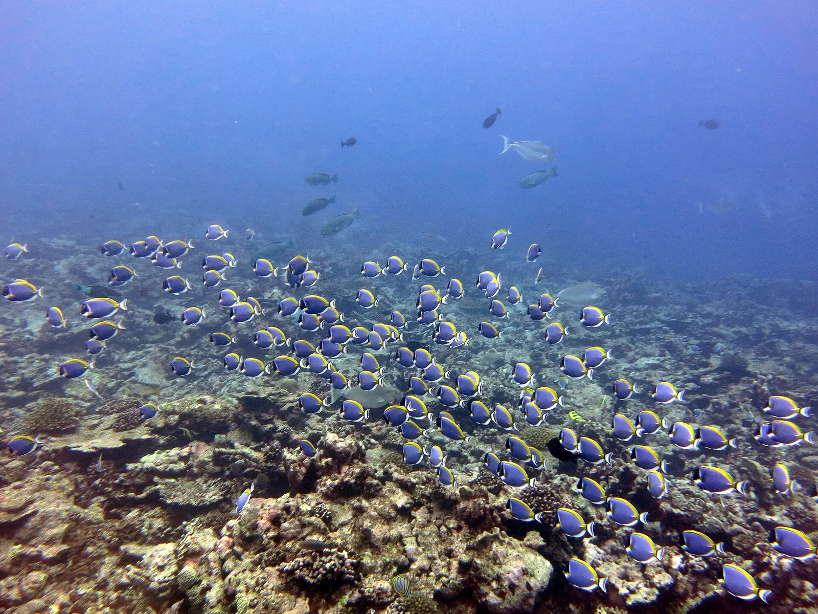 Large shoal of blue surgeonfish feeding over a coral reef in clear blue water