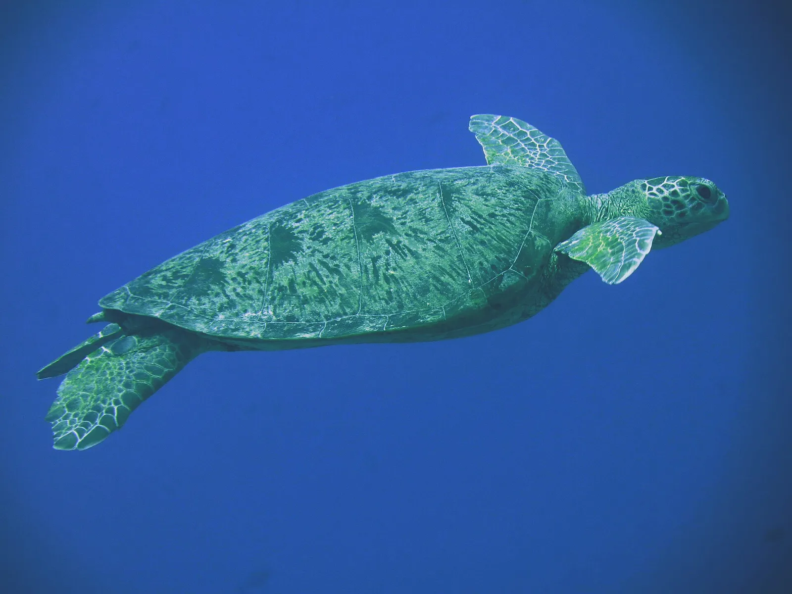 Green sea turtle swimming in open blue water